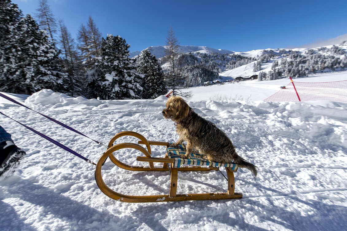 Hund beim Bergaufrodeln | © STG | Tom Lamm