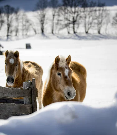 Haflinger horses on the meadow | © Steiermark Tourismus | Tom Lamm