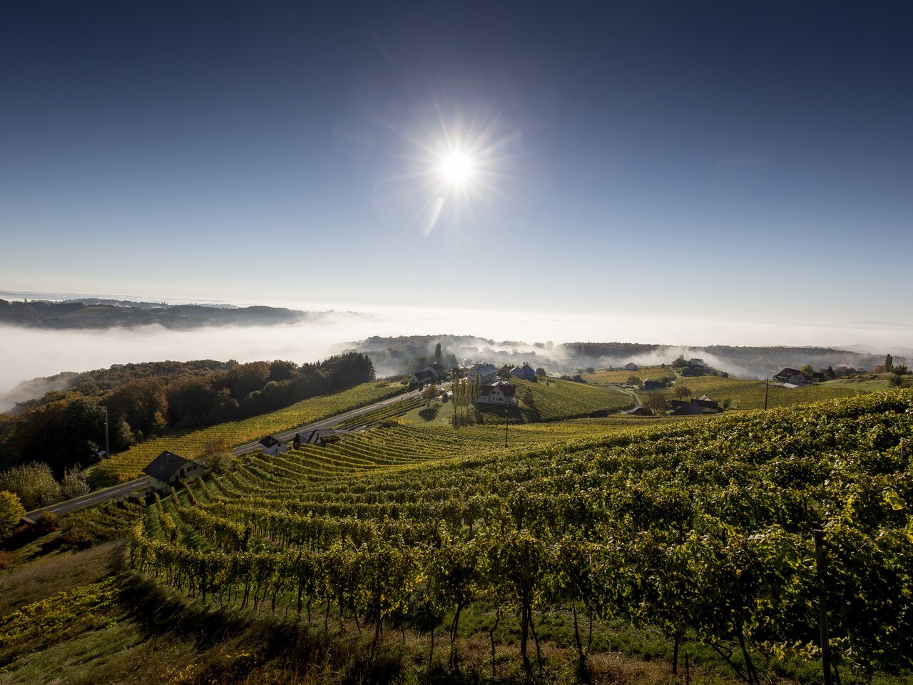 Vineyard in the morning sun close to Klöch, Südoststeiermark | © Steiermark Tourismus | Tom Lamm