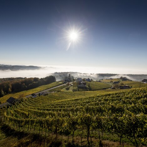 Weinlandschaft rund um Klöch im Morgenlicht, Südoststeiermark | © STG | Tom Lamm