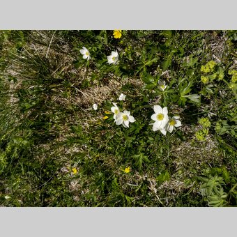 Auf der Schneealm im Naturpark Mürzer Oberland | © STG | Gleichweit-Nistelberger
