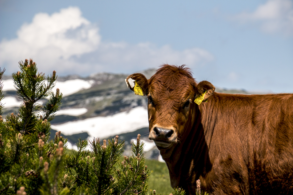 Aflenzer Bürgeralm | © Steiermark Tourismus | Gleichweit-Nistelberger