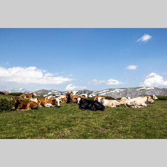 Aflenzer Bürgeralm | © STG | Gleichweit-Nistelberger