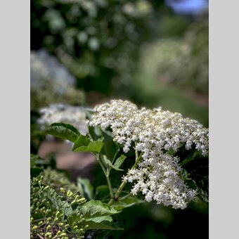 Holunderplantage bei Fürstenfeld | © STG | Klein