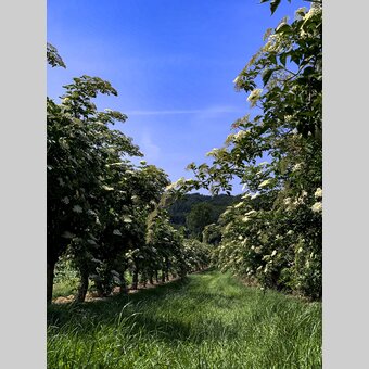 Holunderplantage bei Fürstenfeld | © STG | Klein