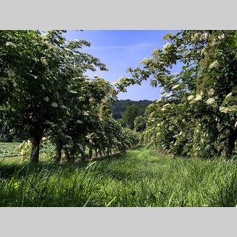 Holunderplantage bei Fürstenfeld | © STG | Klein