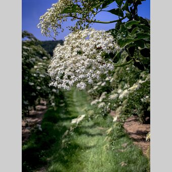 Holunderplantage bei Fürstenfeld | © STG | Klein