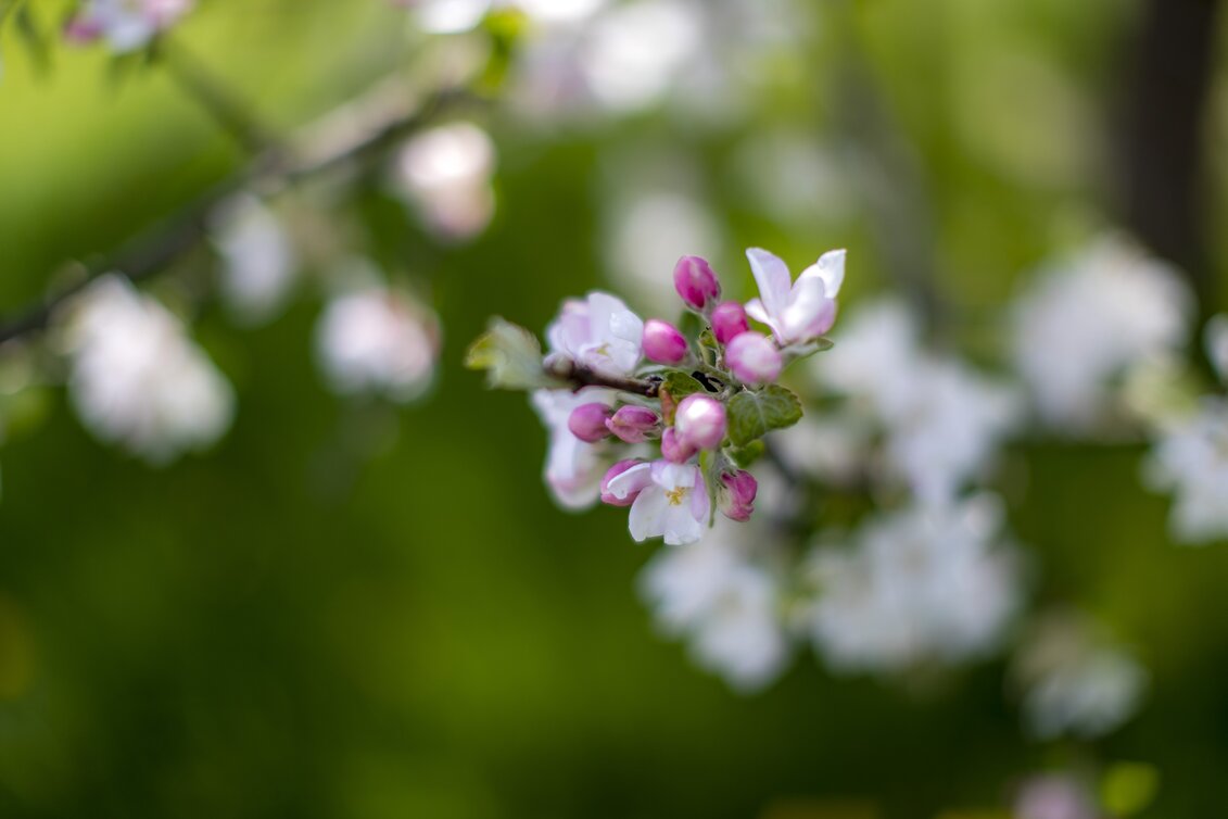Apfelblüte | © STG | Tom Lamm