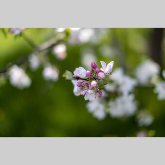 Apfelblüte | © STG | Tom Lamm