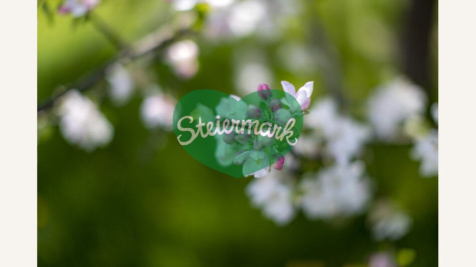 Apfelblüte | © STG | Tom Lamm