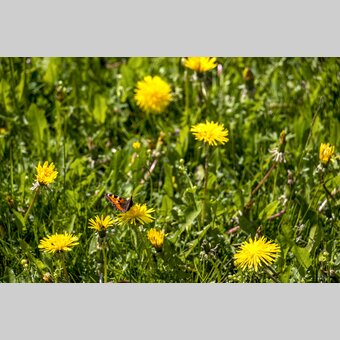 Grebenzen | © STG | Gleichweit-Nistelberger