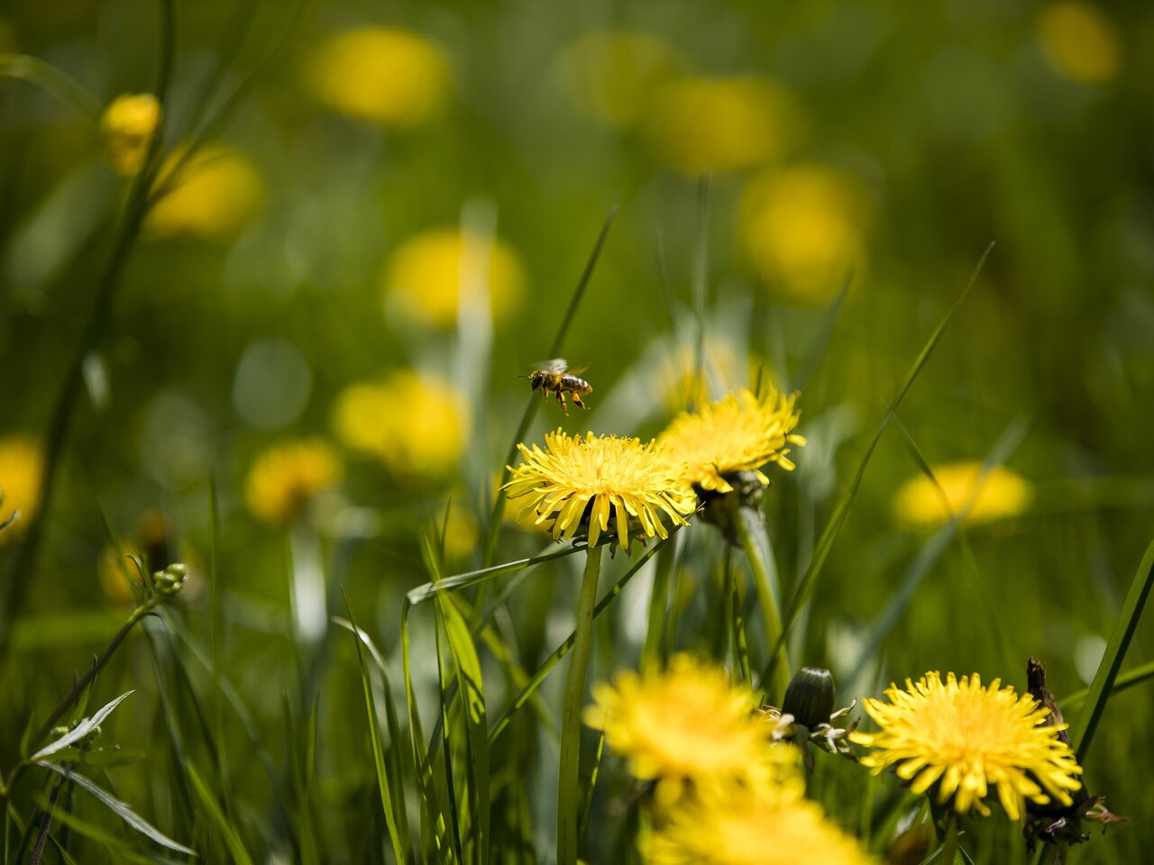 Brisk bee on a dandelion | © Steiermark Tourismus | Tom Lamm