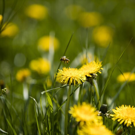 Flotte Biene auf Löwenzahn | © STG | Tom Lamm