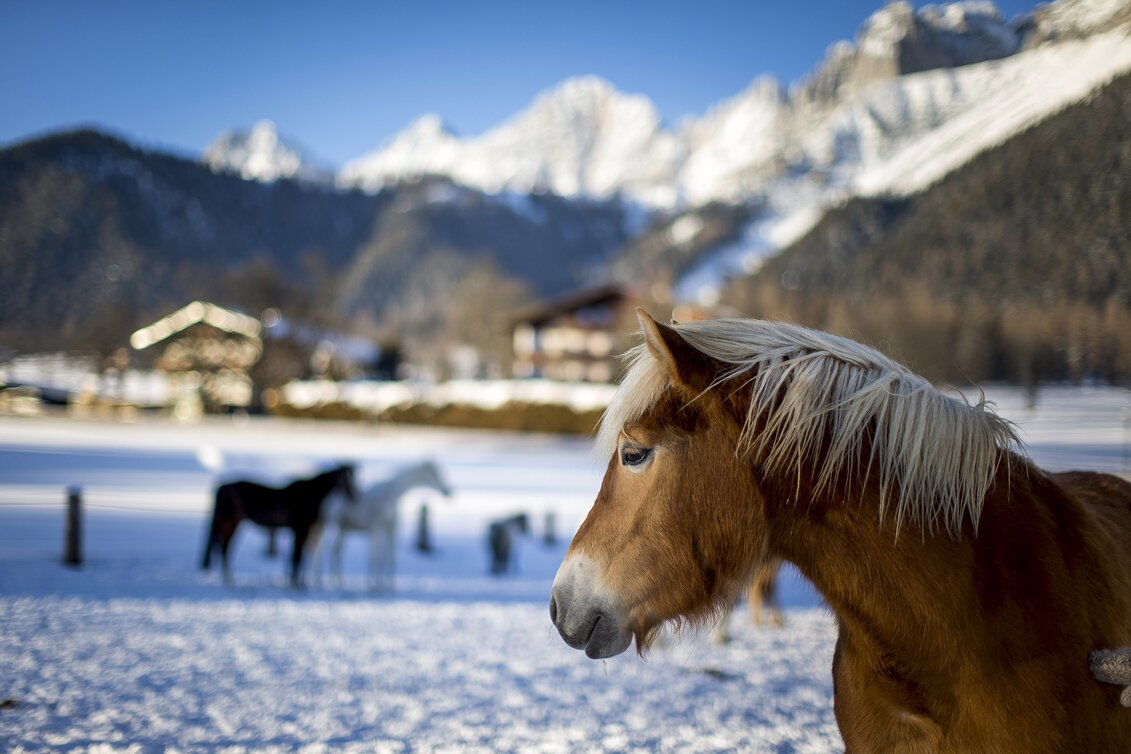 Haflinger mit Dachstein im Hintergrund | © STG | Tom Lamm