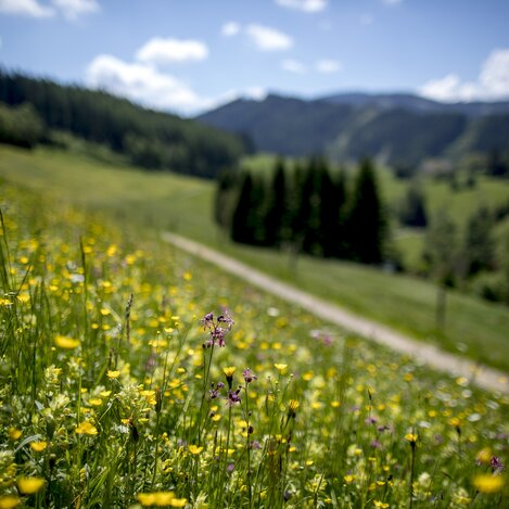 Blumenwiese mit Aussicht auf der Roatmoaralm in St. Margarethen im Murtal | © STG | Tom Lamm