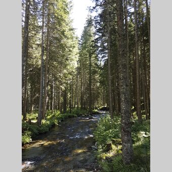 Am Ingeringsee, in der Gaal nahe Seckau | © STG | Veronika Jeitler-Trummer