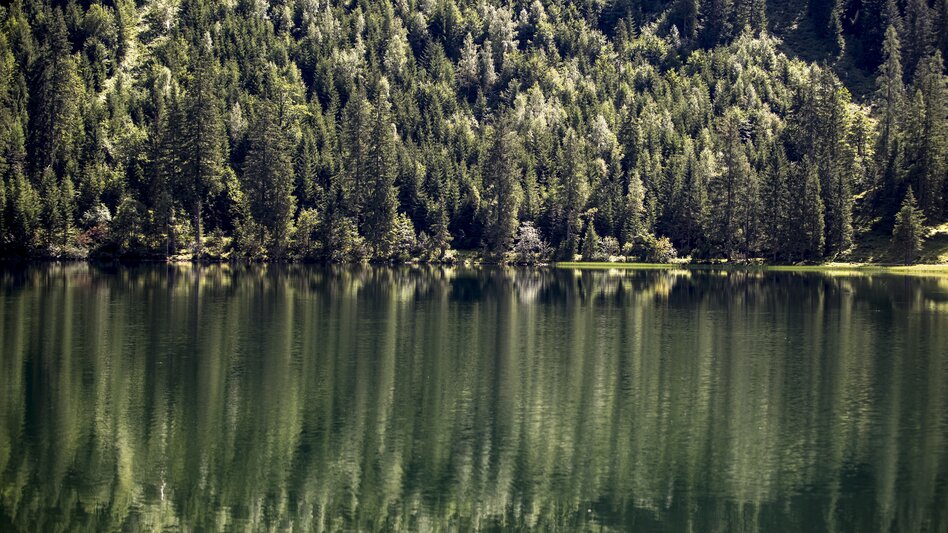 Grün in allen Schattierungen am Schwarzensee | © STG | Tom Lamm