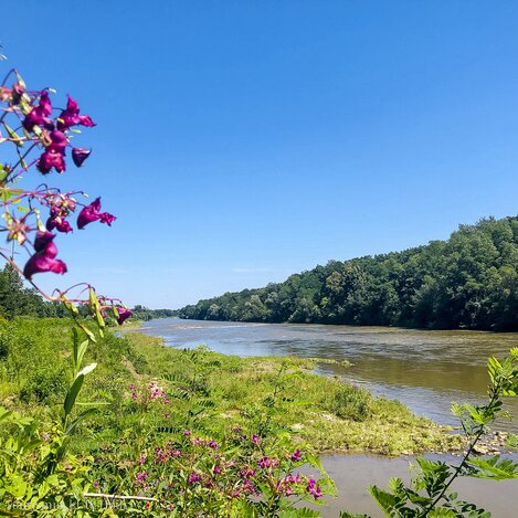 Mur beim Murturm bei Gosdorf | © STG | Ute Hödl