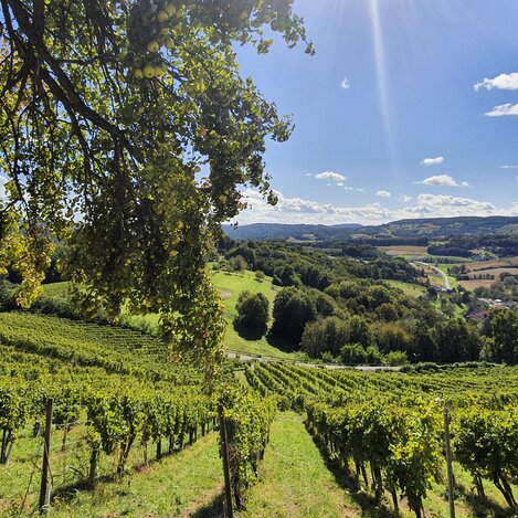 Ausblick bei Kapfenstein nahe Weingut Winkler-Hermaden | © STG | Günther Steininger