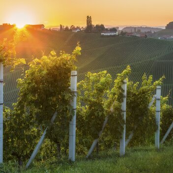 Südsteiermark | © STG | Wolfgang Jauk