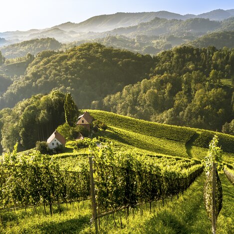 Südsteiermark | © STG | Wolfgang Jauk