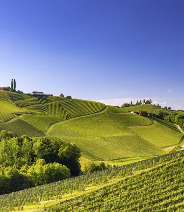 Southern Styria | © Steiermark Tourismus | Harry Schiffer