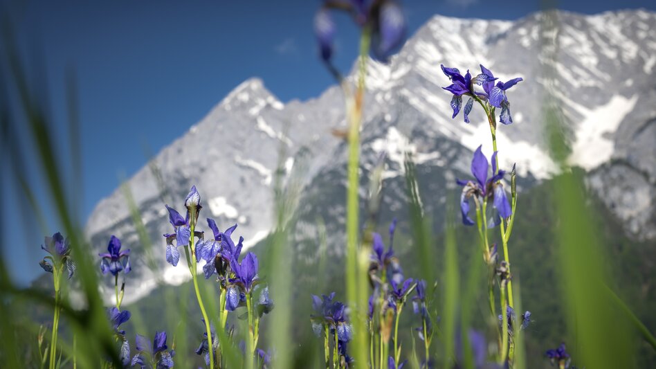 Iris with Grimming | © Steiermark Tourismus | photo-austria.at