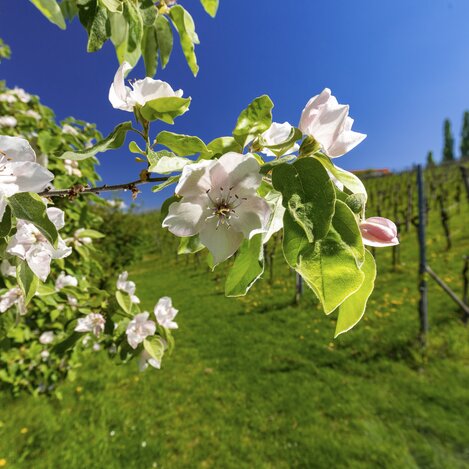 Frühling in den Weingärten | © STG | Harry Schiffer