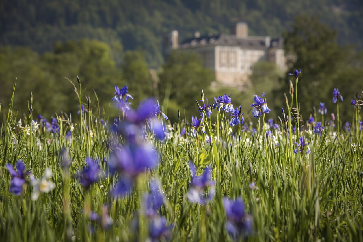 Iris mit Schloss Trautenfels | © STG | photo-austria.at