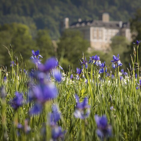 Iris mit Schloss Trautenfels | © STG | photo-austria.at