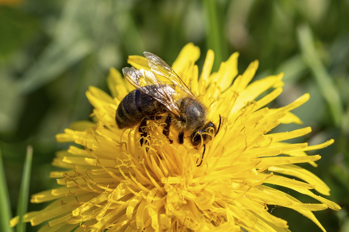 Löwenzahn mit Biene | © STG | Harry Schiffer