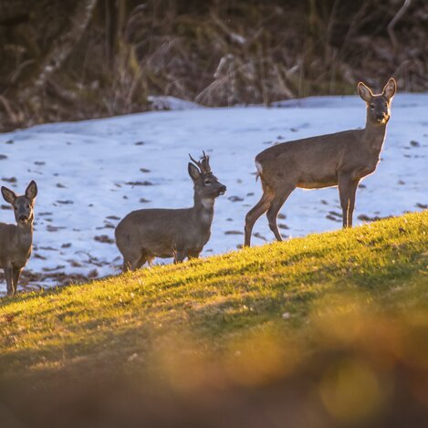 Rehe in der Ramsau | © STG | photo-austria.at