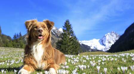 spring in the mountains: dog on a crocus meadow | © Steiermark Tourismus | photo-austria.at