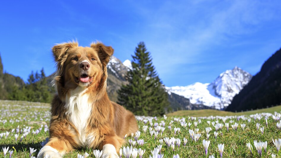 spring in the mountains: dog on a crocus meadow | © Steiermark Tourismus | photo-austria.at