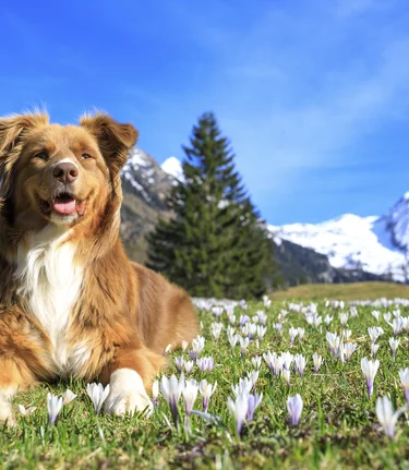 spring in the mountains: dog on a crocus meadow | © Steiermark Tourismus | photo-austria.at