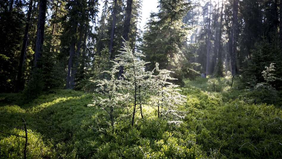 Green power | © Steiermark Tourismus | Tom Lamm