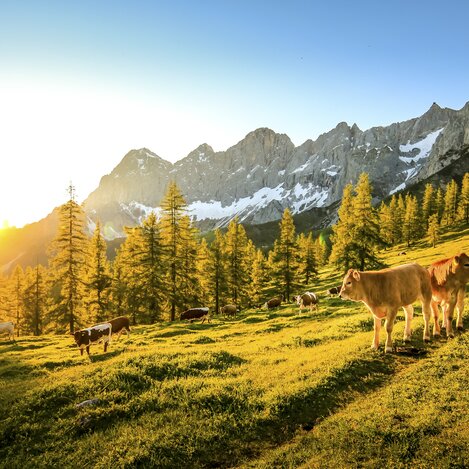 Vieh auf dem Brandriedl mit Blick auf den Dachstein (Ramsau am Dachstein) | © STG | photo-austria.at