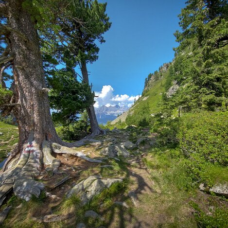 Auf der Reiteralm mit Blick auf den Dachstein | © STG | Günther Steininger