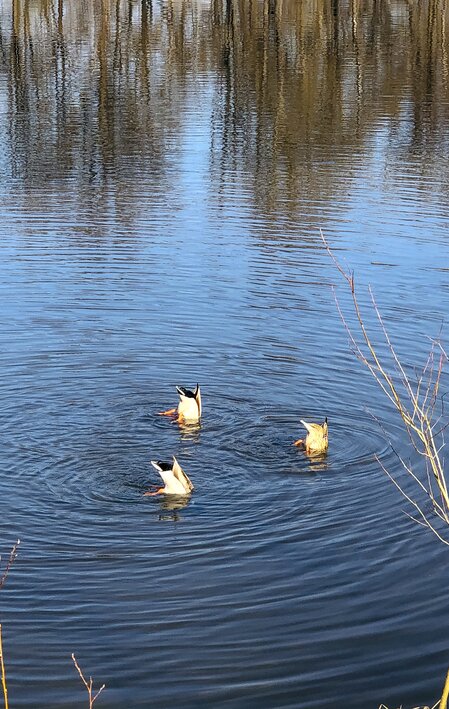 Ducks in the Mur | © Steiermark Tourismus | Ute Hödl