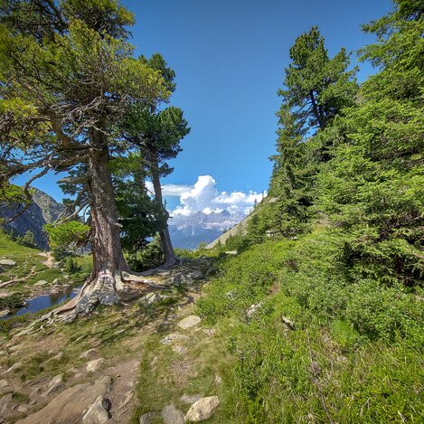 Auf der Reiteralm mit Blick auf den Dachstein | © STG | Günther Steininger