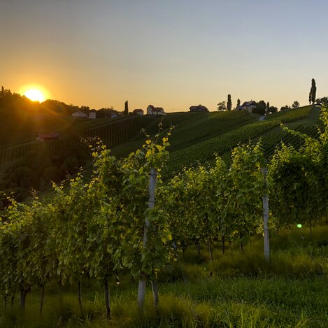 Südsteiermark: Wanderroute "Vom Gletscher zum Wein" (Etappe 24, Südroute) | © STG | Martina Traisch