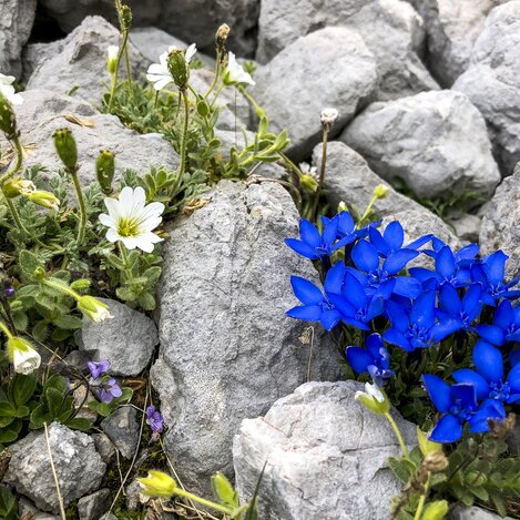 alpine Flora | © STG | Manfred Polansky