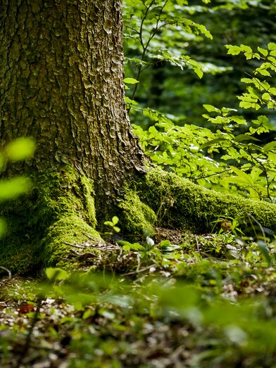 The Green Heart | © Steiermark Tourismus | Manfred Polansky