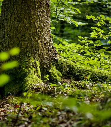 The Green Heart | © Steiermark Tourismus | Manfred Polansky