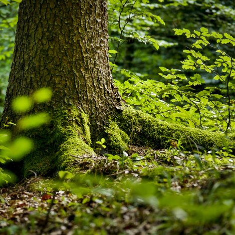 Das Grüne Herz | © STG | Manfred Polansky