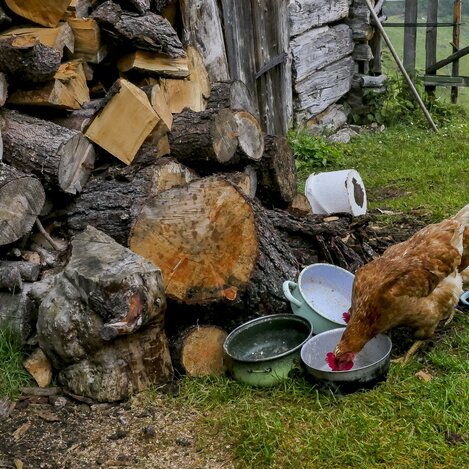 Hühner auf Alm | © STG | Manfred Polansky