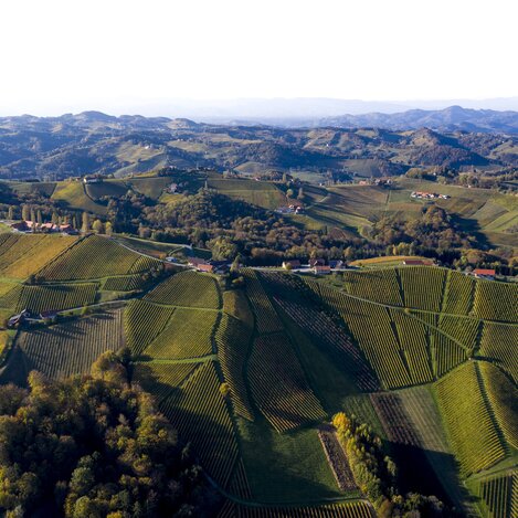 Südsteiermark, Sernauberg/Gamlitz | © STG | Tom Lamm
