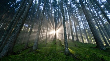 Die Steiermark - Das Grüne Herz Österreichs im UNO-Jahr der Wälder | © STG | Tom Lamm | Nur für Pressezwecke!
