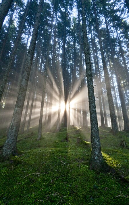 Die Steiermark - Das Grüne Herz Österreichs im UNO-Jahr der Wälder | © STG | Tom Lamm | Nur für Pressezwecke!
