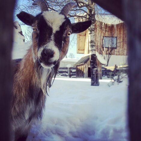 Chefziege Lisl am Ederhof in Ramsau am Dachstein | © STG | Amra Candic